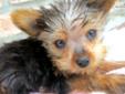 Price: $900
TILLY IS A TINY LITTLE ONE, SHE IS CKC REGISTERED, MICROCHIPPED AND DR EXAMINED. TILLY IS A SMALL LITTLE THING. YORKIES ARE A GREAT FAMILY PET, GREAT FOR APARTMENT LIVING. THIS BREED IS VERY ASSERTIVE AND AFFECTIONATE. STOP BY TO VISIT HER, WE