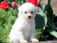 Price: $650
This Bichon puppy is white as snow! He is spunky and loves to play. This puppy is ACA registered, vet checked, vaccinated, wormed and health guaranteed. He will make a great companion. Please contact us for more information or check out our