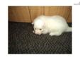 Price: $700
This is a UKC registered purple ribbon bred American Eskimo puppy. The sire is a champion eskimo. He is the dog in the picture. The puppy should mature to be about 16-18 pound. The puppy is PRA clear. Shipping is available for an extra $300.