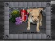 Price: $599
Our Puppies are stunning! Great conformation, healthy,socialized and with a 1 year health guarantee. Prices range from $599 and up. Visit my website to see available puppies at www.fairytailpuppies.com. We offer exceptional toy breed puppies