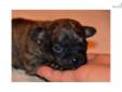 Price: $1200
3.5-4 lbs mature weight, adorable baby puppy available, akc registered, champion lines. Gorgeous and unusual Brindle color - wonderful personality and temperament, healthy active playful fun-loving puppy who love to be spoiled and cuddled.