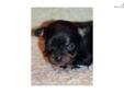 Price: $800
3.5-4 lbs mature weight, adorable baby puppy available, akc registered, champion lines. Gorgeous and unusual Black and Brindle color - wonderful personality and temperament, healthy active playful fun-loving puppy who love to be spoiled and