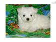 Price: $1200
Meet my little Scamp...He is an AKC purebred male Maltese. He is snow white, nice black points, short, cobby, and very tiny. He is full of personality. Comedic, playful, runs faster than a speeding bullet! LOL...He knows no stranger. Loves