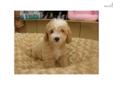 Price: $750
This little boy has a great curly coat and very playful temperment. more information call me 561-674-8864
Source: http://www.nextdaypets.com/directory/dogs/b3d4dc4a-dd91.aspx