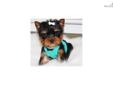 Price: $2500
This advertiser is not a subscribing member and asks that you upgrade to view the complete puppy profile for this Yorkshire Terrier - Yorkie, and to view contact information for the advertiser. Upgrade today to receive unlimited access to