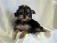 Price: $500
This advertiser is not a subscribing member and asks that you upgrade to view the complete puppy profile for this Yorkiepoo - Yorkie Poo, and to view contact information for the advertiser. Upgrade today to receive unlimited access to