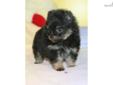 Price: $1275
Guinness boasts several champions in his mom's Finch background. He is black and tan, tiny, and has an immense, velvety black coat at his young age. He has the perfect pommie stance and compact, cobby body. He's already posing perfectly for