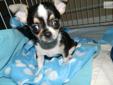 Price: $600
This advertiser is not a subscribing member and asks that you upgrade to view the complete puppy profile for this Chihuahua, and to view contact information for the advertiser. Upgrade today to receive unlimited access to NextDayPets.com. Your