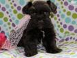 Price: $1500
www.Lucky7Schnauzers.com Kandee is a beautiful liver and tan parti schnauzer. She comes from mega coated mom and dad with a ton of coat. She will mature to be a large toy/small mini. Kandee is going to have an excellent personality like her