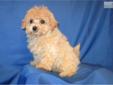Price: $600
Marley is a tiny boy. His coloring is beautiful. His mom is a Maltese and his dad is a little cafÃ© au lait poodle so he is a Gen 1 Maltipoo. He is expected to be 5 pounds when fully grown. He is UTD on all shots and treatments. He is a happy,