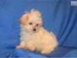 Price: $600
Cooper is a tiny little boy. He is expected to weigh 4 pounds when fully grown. His Mom is a Maltese and his dad is a little cafÃ© late Poodle so he is a Gen 1 Maltipoo. He might be tiny but his personality isn't. He is very loving. He is UTD