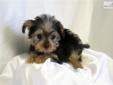 Price: $500
Very little Yorkie boy. If you are looking for a pocket puppy, Jamie is your guy. He weighed 31 ounces at 11 weeks so he is charting to be 4-5 pounds when fully grown. His ears are starting to stand up and he has the most perfect Yorkie