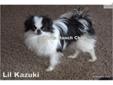 Price: $1500
Lil Kazuki is ready for her forever home with you! She is one of the tiniest and fanciest Japanese Chins we have ever raised! She weighs just 3 pounds and is more than a beauty because her sweet disposition is amazing. She gets along great