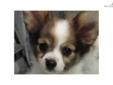 Price: $750
This advertiser is not a subscribing member and asks that you upgrade to view the complete puppy profile for this Papillon, and to view contact information for the advertiser. Upgrade today to receive unlimited access to NextDayPets.com. Your