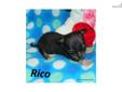 Price: $375
Little Rico is an ACA Reg. Chihuahua puppy born 4/20/13 out of my blue w/tan male Paco and my white w/black & tan female Cookie. Rico is half the size of his littermates and looks like he will only top out around 3 - 3 1/2 lbs. His is coal