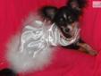 Price: $1500
This advertiser is not a subscribing member and asks that you upgrade to view the complete puppy profile for this Chihuahua, and to view contact information for the advertiser. Upgrade today to receive unlimited access to NextDayPets.com.