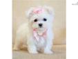 Price: $2800
This advertiser is not a subscribing member and asks that you upgrade to view the complete puppy profile for this Maltese, and to view contact information for the advertiser. Upgrade today to receive unlimited access to NextDayPets.com. Your
