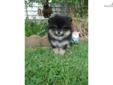 Price: $1200
Meet tiny Mitzi, a black and tan AKC registered female pomeranian available to an approved home. Mitzi will be in the 4 lb range as an adult. She's outgoing, well socialized, has had her age appropriate shots, and comes to you with a full two