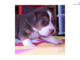 Price: $500
This advertiser is not a subscribing member and asks that you upgrade to view the complete puppy profile for this Beagle, and to view contact information for the advertiser. Upgrade today to receive unlimited access to NextDayPets.com. Your