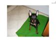 Price: $1500
This advertiser is not a subscribing member and asks that you upgrade to view the complete puppy profile for this Manchester Terrier, Toy, and to view contact information for the advertiser. Upgrade today to receive unlimited access to