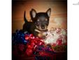 Price: $800
OMG THIS LITTLE BOY IS A HAND FULL...HE WANTS TO BE WITH YOU ALL THE TIME...HE LOVES TO PLAY WITH HIS TOYS...HE IS UP TO DATE ON ALL SHOTS AND WORMINGS..HE IS VERY TINY... HE IS POTTY TRAINED..HE IS A INSIDE PUPPY...I DO NOT OWN A KENNEL HE IS