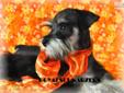 Price: $3000
COZMO IS A TINY TCUP MALE MINIATURE SCHNAUZER. HE IS PHANTOM BLACK AND SILVER. HE IS DOG DOOR TRAINED. HE IS A "LOVER" IN THE HIGHEST DEGREE! SUPER BOY AND SO IS HIS BROTHER, CASPER WHO IS A BLACK AND SILVER BLANKET PARTI TINY BOY. CHECK OUT