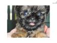 Price: $450
This advertiser is not a subscribing member and asks that you upgrade to view the complete puppy profile for this Brussels Griffon, and to view contact information for the advertiser. Upgrade today to receive unlimited access to