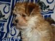Price: $800
This little guy was weighed at vet office and weighs 2.2 pounds at 10 weeks. He was vet checked again, wormed, and had his first full puppy shot. Morkies combine the best of both breeds. You have the easier to maintain haircoat of the