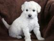 Price: $1500
Meet Sage: Griffith Kennels is proud to introduce one of our last 3 available puppies ever. We are retiring with our current dogs, so once these puppies go home we will have no more. Sage is a CKC F1b Toy Goldendoodle. She is 1/4 Golden