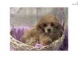 Price: $650
This advertiser is not a subscribing member and asks that you upgrade to view the complete puppy profile for this Poodle, Toy, and to view contact information for the advertiser. Upgrade today to receive unlimited access to NextDayPets.com.