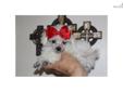 Price: $995
Very tiny beautiful white Toy Poodle female who has the best personality! Come see for yourself! We ship world wide if necessary. www.sweetyorkiekisses.com. she is listed on the designer breed page but she is a purebred, I accidentally erased