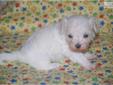 Price: $1200
This advertiser is not a subscribing member and asks that you upgrade to view the complete puppy profile for this Malti Poo - Maltipoo, and to view contact information for the advertiser. Upgrade today to receive unlimited access to
