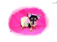 Price: $300
This advertiser is not a subscribing member and asks that you upgrade to view the complete puppy profile for this Chorkie, and to view contact information for the advertiser. Upgrade today to receive unlimited access to NextDayPets.com. Your