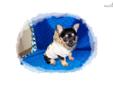 Price: $300
This advertiser is not a subscribing member and asks that you upgrade to view the complete puppy profile for this Chorkie, and to view contact information for the advertiser. Upgrade today to receive unlimited access to NextDayPets.com. Your