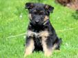 Price: $750
This handsome German Shepherd puppy comes with a 1 year genetic health guarantee. He is AKC registered, vet checked, vaccinated and wormed. Both parents are on the premises. Gabo is an imported show dog from Germany and his hips are