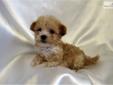 Price: $900
Toby is a pretty, little red maltipoo.He is a Gen 1 maltipoo, mom is Millie, a maltese, and his dad is a beautiful red poodle. He is only expected to be 4-5 pounds when fully grown.He will be utd on all shots and treatments. Please feel free