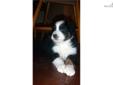 Price: $550
This advertiser is not a subscribing member and asks that you upgrade to view the complete puppy profile for this Miniature Australian Shepherd, and to view contact information for the advertiser. Upgrade today to receive unlimited access to