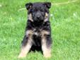 Price: $750
This handsome German Shepherd puppy comes with a 1 year genetic health guarantee. He is AKC registered, vet checked, vaccinated and wormed. Both parents are on the premises. Gabo is an imported show dog from Germany and his hips are