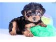 Price: $699
Toby is a FUN male AKC Yorkie!! He loves to play and chase the other puppies around the house!! With Toby there is never a dull moment! He is so much fun to play with. Toby will be around 6 to 8 pounds full grown! He is up to date on his shots