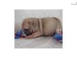 Price: $695
SOO CUTE!! SWEET PUPPY WITH LOTS OF WRINKLES, YOU WILL FALL IN LOVE!! CALL ME 561-674-8864
Source: http://www.nextdaypets.com/directory/dogs/69ac2e00-6bd1.aspx