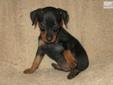 Price: $450
Super cute black/rust female Miniature Pinscher pup. This darling little girl is AKC registered, and is from champion bloodlines and parents with excellent temperament. She is being raised in my home with cats and other dogs, and is vet
