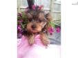 Price: $600
Tootsie is a yorkie and will be small as an adult. She's very friendly and sociable. She loves attention and to be held. She's sort of a diva and loves bows in her hair and to be dressed up. She is looking for her forever home and would make