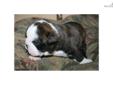 Price: $1700
This advertiser is not a subscribing member and asks that you upgrade to view the complete puppy profile for this English Bulldog, and to view contact information for the advertiser. Upgrade today to receive unlimited access to