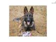 Price: $850
This advertiser is not a subscribing member and asks that you upgrade to view the complete puppy profile for this German Shepherd, and to view contact information for the advertiser. Upgrade today to receive unlimited access to