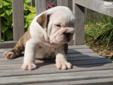 Price: $1500
This advertiser is not a subscribing member and asks that you upgrade to view the complete puppy profile for this Bulldog, and to view contact information for the advertiser. Upgrade today to receive unlimited access to NextDayPets.com. Your