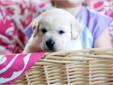 Price: $1000
This advertiser is not a subscribing member and asks that you upgrade to view the complete puppy profile for this Labrador Retriever, and to view contact information for the advertiser. Upgrade today to receive unlimited access to