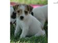 Price: $950
Offering this lovely long leg Jack Russell Terrier tan/white female pup She will be ready to leave for her new home in early September. This puppy is super friendly and LOVES young children Our puppies are raised on our small horse farm and