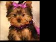 Price: $130
Tea Cup Yorkie puppies for free adoption, they are 8 weeks old, vet checked and AKC registered and current on shots and up to dates, they will be coming along with all vet papers and some playing toys, they are friendly with kids and other