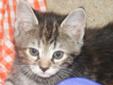 kaitlyn is a beautiful kitten with a brown tabby face and a Tortoiseshell body. She is a typical fluffy playful kitten. Kaitlyn will be at Pet Basics in the Village of Sandhills on Saturday if you would like to meet her. Adoption fee: $125, which includes