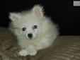 Price: $400
This advertiser is not a subscribing member and asks that you upgrade to view the complete puppy profile for this American Eskimo Dog, and to view contact information for the advertiser. Upgrade today to receive unlimited access to